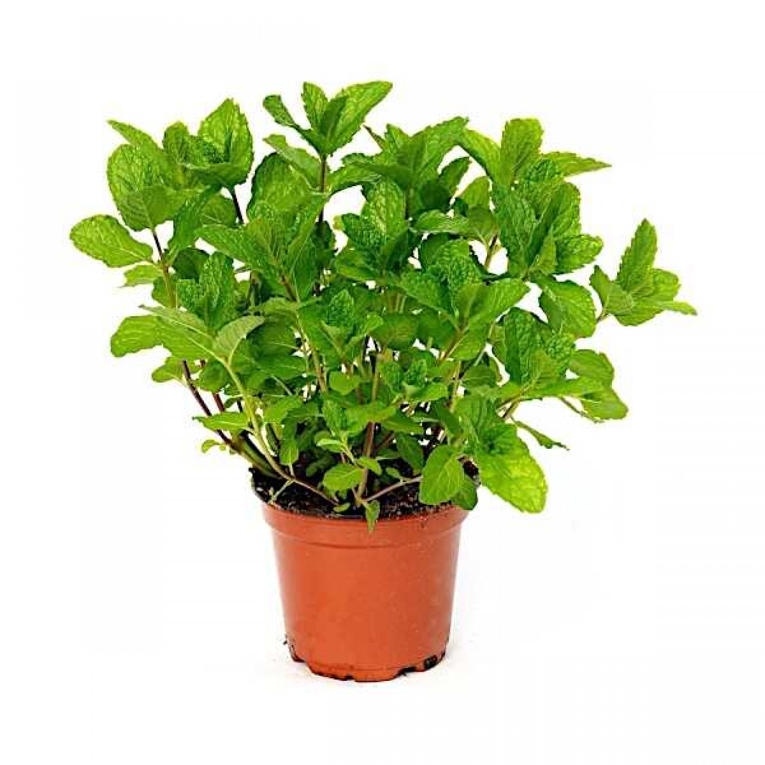 Μint (Mentha spicata)|kipogeorgiki.live Μint (Mentha spicata)|kipogeorgiki.live