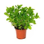 Μint (Mentha spicata)|kipogeorgiki.live Μint (Mentha spicata)|kipogeorgiki.live