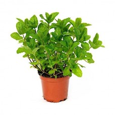 Μέντα (Mentha spicata)|kipogeorgiki.live