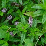 Μint (Mentha spicata)|kipogeorgiki.live Μint (Mentha spicata)|kipogeorgiki.live