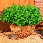 Μint (Mentha spicata)|kipogeorgiki.live Μint (Mentha spicata)|kipogeorgiki.live