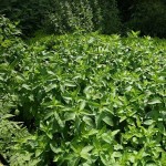 Μint (Mentha spicata)|kipogeorgiki.live Μint (Mentha spicata)|kipogeorgiki.live