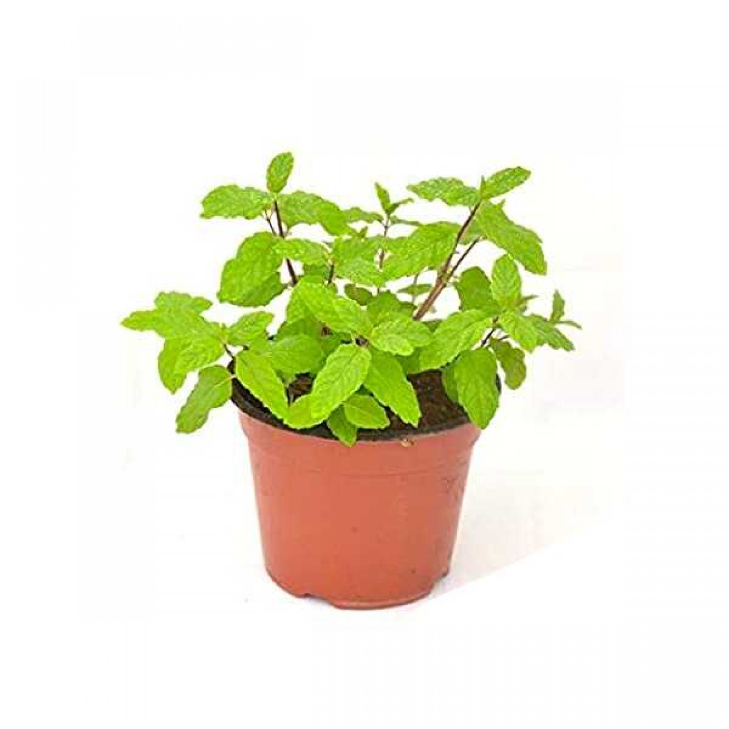 Black Peppermint (Mentha x piperita)|kipogeorgiki.live Black Peppermint (Mentha x piperita)|kipogeorgiki.live