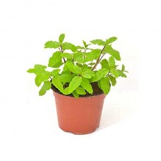 Μέντα πιπερίτα (Mentha x piperita)|kipogeorgiki.live