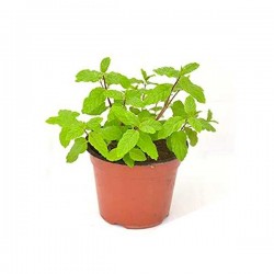 Μέντα πιπερίτα (Mentha x piperita)|kipogeorgiki.live