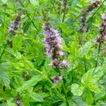 Black Peppermint (Mentha x piperita)|kipogeorgiki.live Black Peppermint (Mentha x piperita)|kipogeorgiki.live