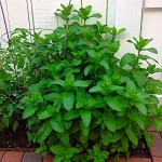 Black Peppermint (Mentha x piperita)|kipogeorgiki.live Black Peppermint (Mentha x piperita)|kipogeorgiki.live