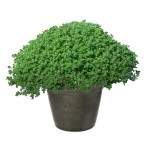 Αγριοθύμαρα (Θύμος ο Έρπυλος - Thymus serphyllum) Θάμνος