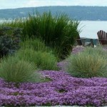 Αγριοθύμαρα (Θύμος ο Έρπυλος - Thymus serphyllum) Θάμνος
