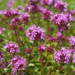 Αγριοθύμαρα (Θύμος ο Έρπυλος - Thymus serphyllum) Θάμνος