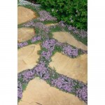 Αγριοθύμαρα (Θύμος ο Έρπυλος - Thymus serphyllum) Θάμνος
