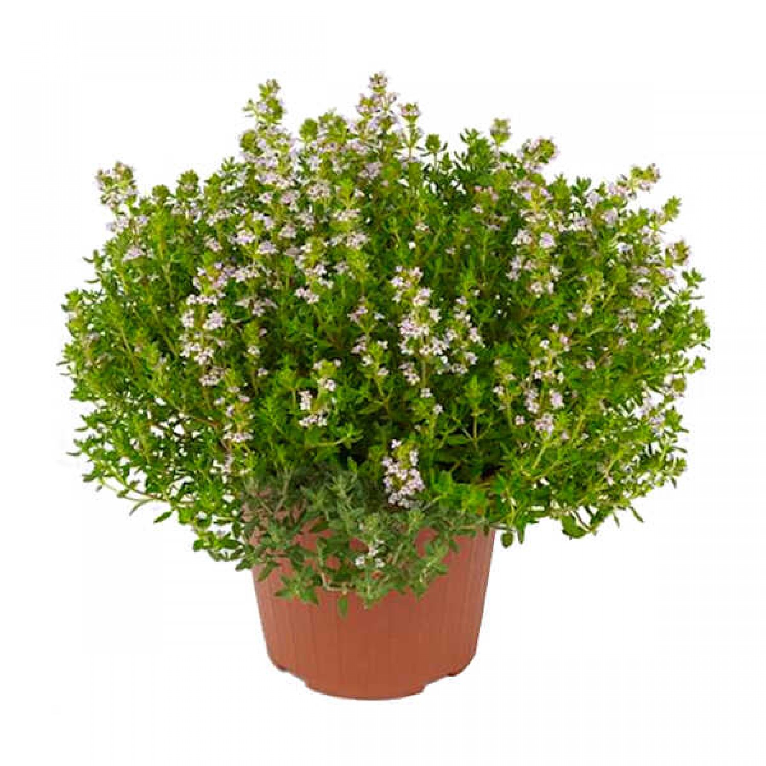 Common Thyme (Thymus vulgaris) Herb Common Thyme (Thymus vulgaris) Herb