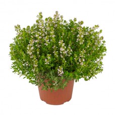Θυμάρι (Θύμος ο Κοινός - Thymus vulgaris) Φυτό Αρωματικό