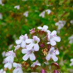 Common Thyme (Thymus vulgaris) Herb Common Thyme (Thymus vulgaris) Herb