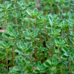 Common Thyme (Thymus vulgaris) Herb Common Thyme (Thymus vulgaris) Herb