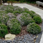 Common Thyme (Thymus vulgaris) Herb Common Thyme (Thymus vulgaris) Herb