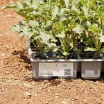 Βιολογικές Κόκκινες Αγκινάρες Violet De Provence Φυτά Βιολογική Αγκινάρα Κόκκινη Violet De Provence Φυτό