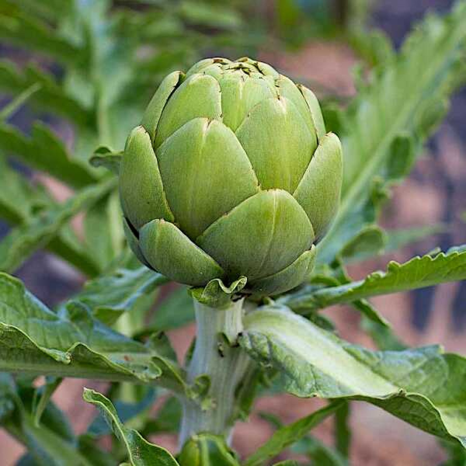 Bio Artichoke Green Globe Plant 