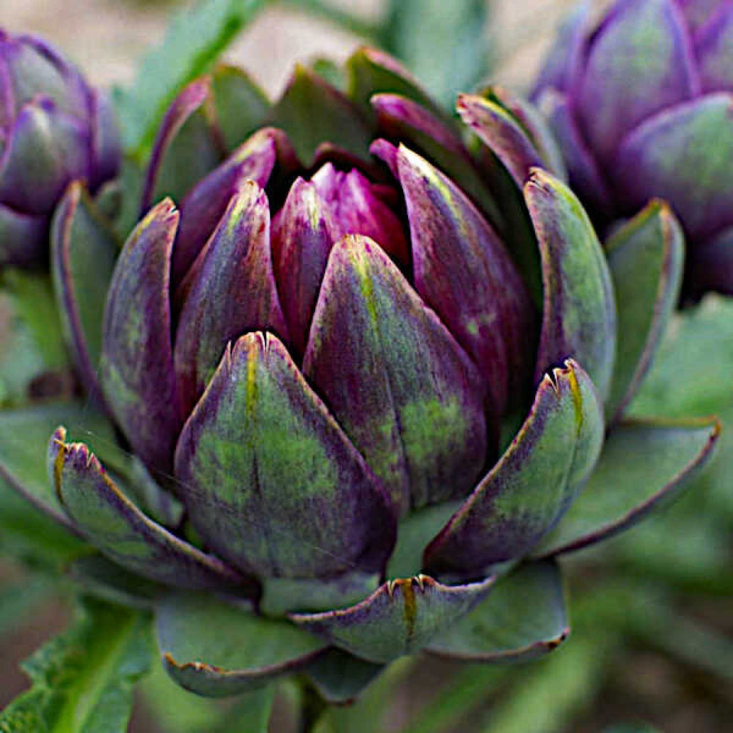 Βιολογικές Κόκκινες Αγκινάρες Violet De Provence Φυτά Βιολογική Αγκινάρα Κόκκινη Violet De Provence Φυτό