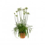 African Lily White (Agapanthus africanus - White) | Rhizomatous Flowering Herbaceous Perennials African Lily White (Agapanthus africanus - White) | kipogeorgiki.live