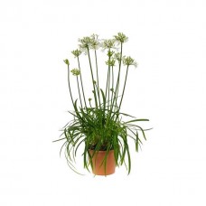 Αγάπανθος Λευκός Ριζωματώδης (Agapanthus africanus - White) | kipogeorgiki.live