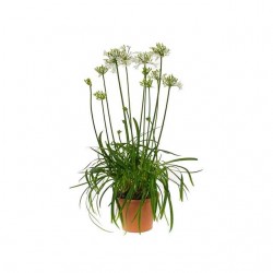 Αγάπανθος Λευκός Ριζωματώδης (Agapanthus africanus - White) | kipogeorgiki.live