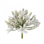African Lily White (Agapanthus africanus - White) | Rhizomatous Flowering Herbaceous Perennials African Lily White (Agapanthus africanus - White) | kipogeorgiki.live
