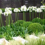 African Lily White (Agapanthus africanus - White) | Rhizomatous Flowering Herbaceous Perennials African Lily White (Agapanthus africanus - White) | kipogeorgiki.live