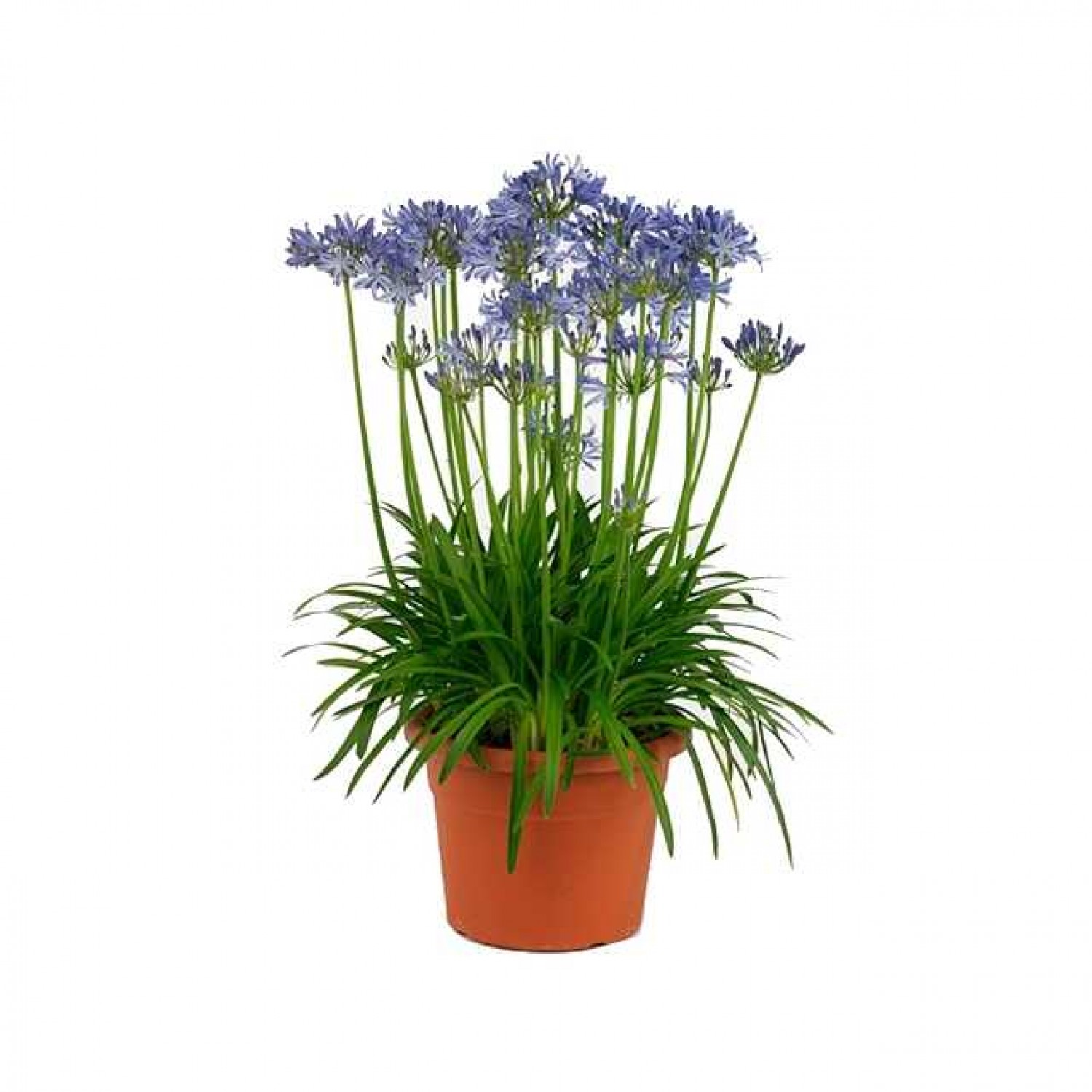 African Lily Blue Rhizomatous (Agapanthus africanus - Blue) | Rhizomatous Flowering Herbaceous Perennials African Lily Blue Rhizomatous (Agapanthus africanus - Blue) | kipogeorgiki.live