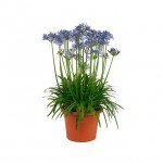 African Lily Blue Rhizomatous (Agapanthus africanus - Blue) | Rhizomatous Flowering Herbaceous Perennials African Lily Blue Rhizomatous (Agapanthus africanus - Blue) | kipogeorgiki.live