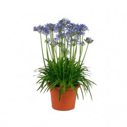Αγάπανθος Μπλε Ριζωματώδης (Agapanthus africanus - Blue) | kipogeorgiki.live