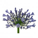 African Lily Blue Rhizomatous (Agapanthus africanus - Blue) | Rhizomatous Flowering Herbaceous Perennials African Lily Blue Rhizomatous (Agapanthus africanus - Blue) | kipogeorgiki.live