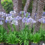 African Lily Blue Rhizomatous (Agapanthus africanus - Blue) | Rhizomatous Flowering Herbaceous Perennials African Lily Blue Rhizomatous (Agapanthus africanus - Blue) | kipogeorgiki.live