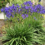 African Lily Blue Rhizomatous (Agapanthus africanus - Blue) | Rhizomatous Flowering Herbaceous Perennials African Lily Blue Rhizomatous (Agapanthus africanus - Blue) | kipogeorgiki.live