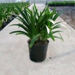 African Lily White (Agapanthus africanus - White) | Rhizomatous Flowering Herbaceous Perennials African Lily White (Agapanthus africanus - White) | kipogeorgiki.live