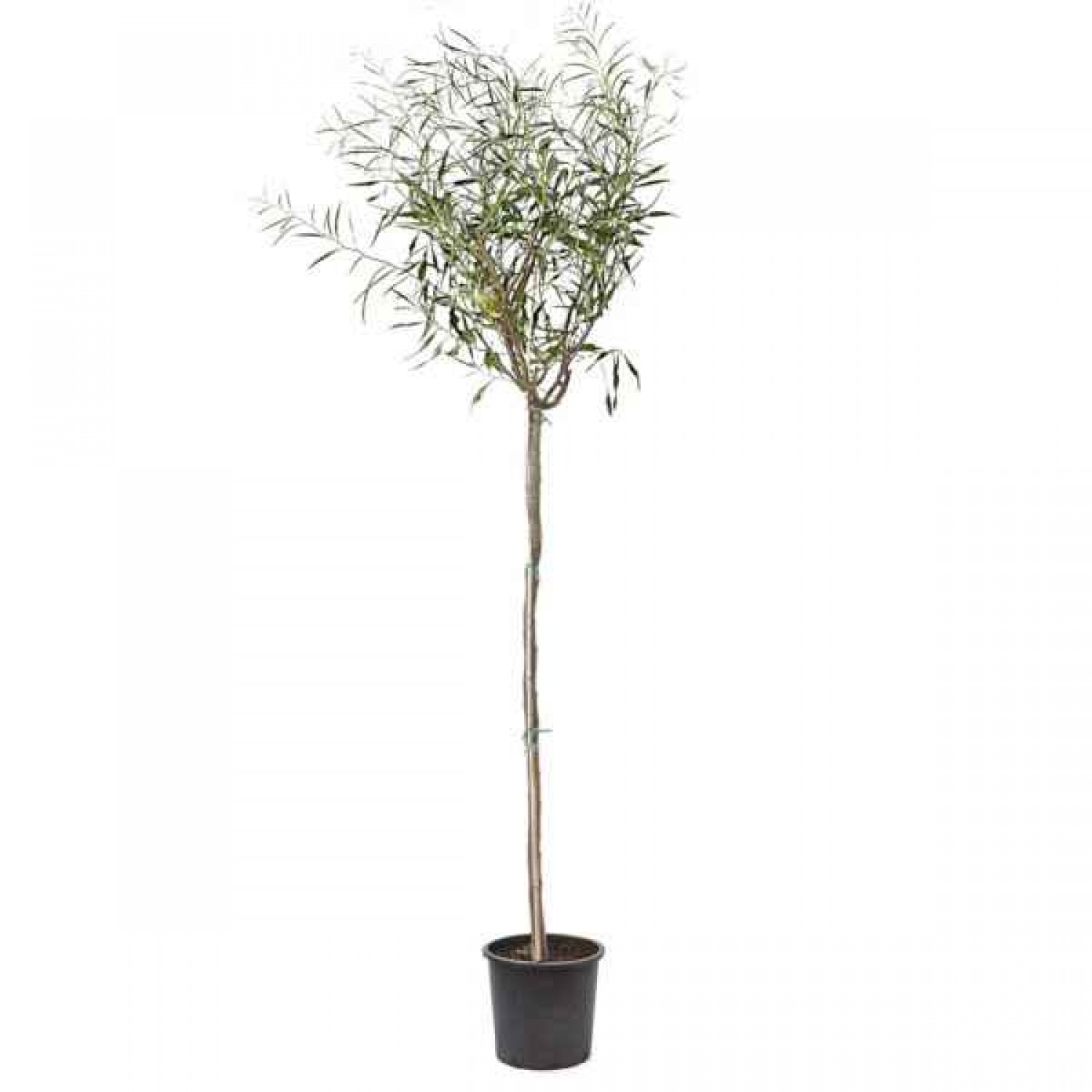 Ακακία η κυανόφυλλη (Acacia saligna) Δέντρο