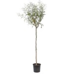 Ακακία η κυανόφυλλη (Acacia saligna) Δέντρο