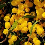 Ακακία η κυανόφυλλη (Acacia saligna) Δέντρο