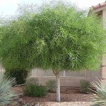 Ακακία η κυανόφυλλη (Acacia saligna) Δέντρο