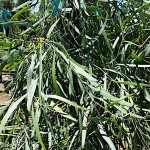 Ακακία η κυανόφυλλη (Acacia saligna) Δέντρο