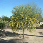 Ακακία η κυανόφυλλη (Acacia saligna) Δέντρο