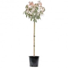 Σφενδάμι Φλαμίνγκο (Acer negundo 'Flamingo'-Σφένδαμος ο νεγούνδιος 'Φλαμίνγκο') Δέντρο - Φυλλοβόλα Καλλωπιστικά Δέντρα Σφενδαμιών