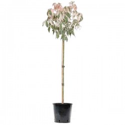 Σφενδάμι Φλαμίνγκο (Acer negundo 'Flamingo'-Σφένδαμος ο νεγούνδιος 'Φλαμίνγκο') Δέντρο - Φυλλοβόλα Καλλωπιστικά Δέντρα Σφενδαμιών