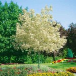 Flamingo Boxelder (Acer negundo 'Flamingo') Tree - Deciduous Ornamental Trees