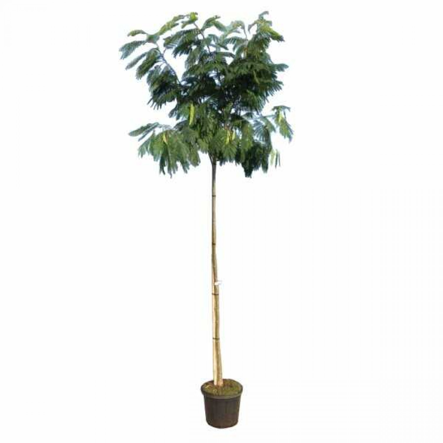 Pink Silk Tree (Albizia julibrissin) | kipogeorgiki.live