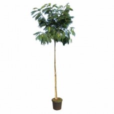 Ακακία Κωνσταντινουπόλεως Δέντρο (Albizia julibrissin)