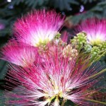 Pink Silk Tree (Albizia julibrissin) | kipogeorgiki.live