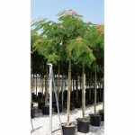 Pink Silk Tree (Albizia julibrissin) | kipogeorgiki.live