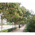Pink Silk Tree (Albizia julibrissin) | kipogeorgiki.live