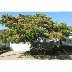 Pink Silk Tree (Albizia julibrissin) | kipogeorgiki.live